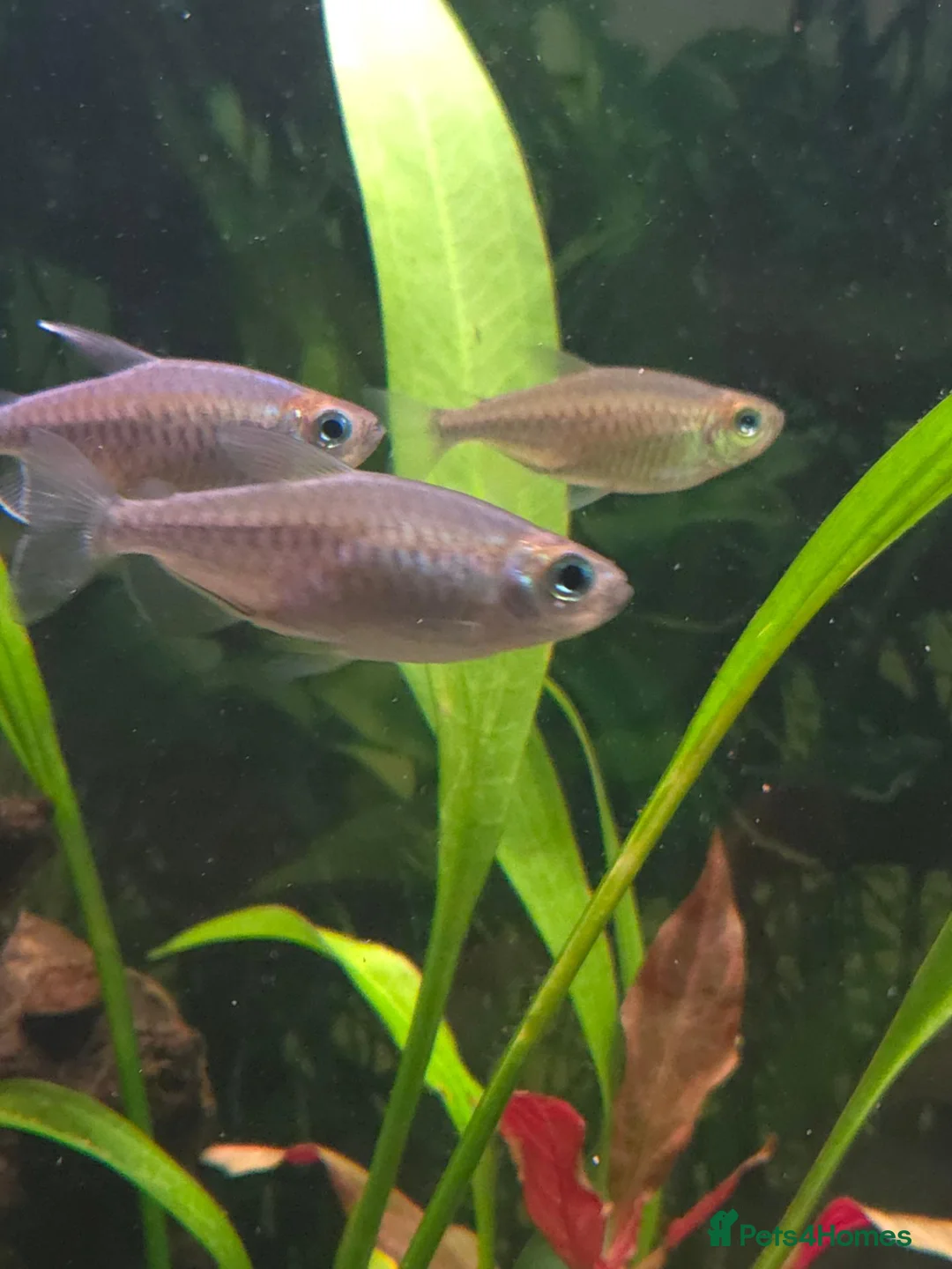 Tetras fish for sale: 7x Congo Tetra in Bathgate - Advert 6