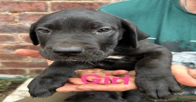 Mixed Breed dogs - Advert 5