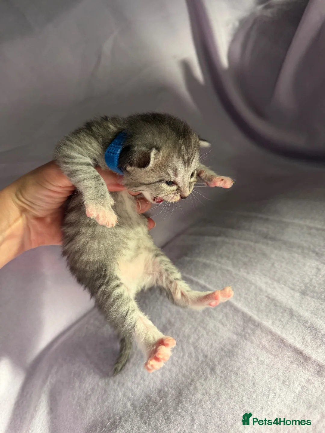 Mixed Breed cats for sale: 6 beautiful kittens  in Loughborough - Advert 2