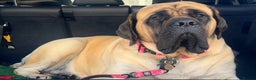 Mastiff dogs for sale: 8 week old kc reg English Mastiff female puppy - Advert 8