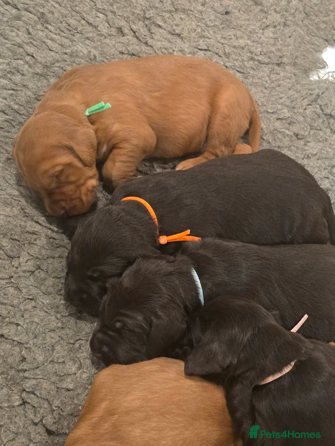 Mixed Breed dogs for sale: Wirehaired Pointer hybrid x Labrador puppies  in Fraserburgh - Advert 9