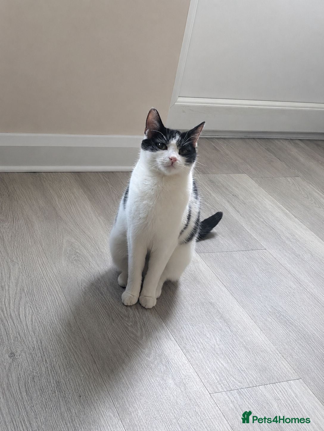 Domestic Shorthair cats 2 Male Kittens - Advert 1