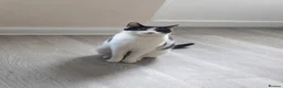 Domestic Shorthair cats for sale: 2 Male Kittens - Advert 1