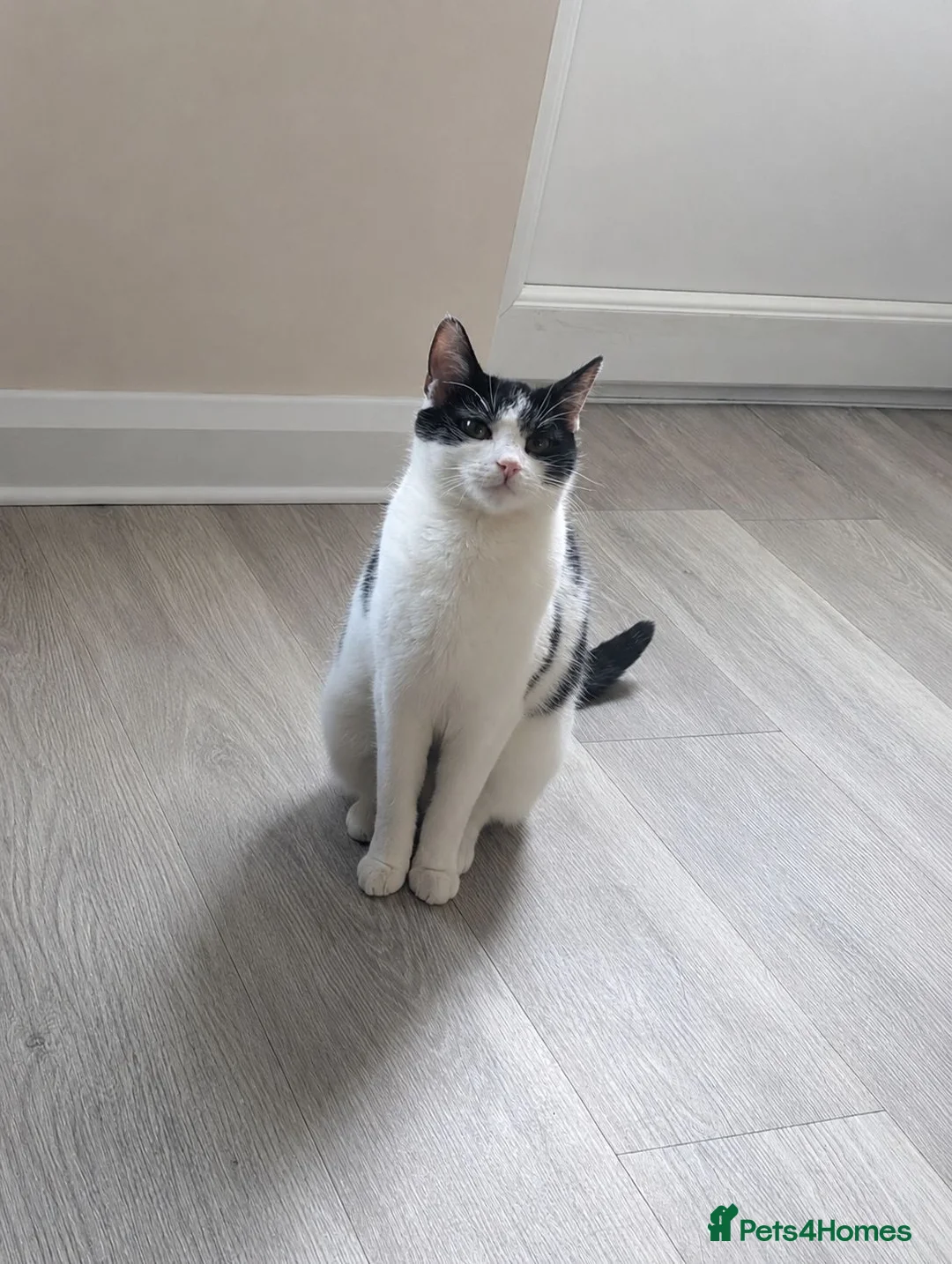 Domestic Shorthair cats for sale: 2 Male Kittens - Advert 1