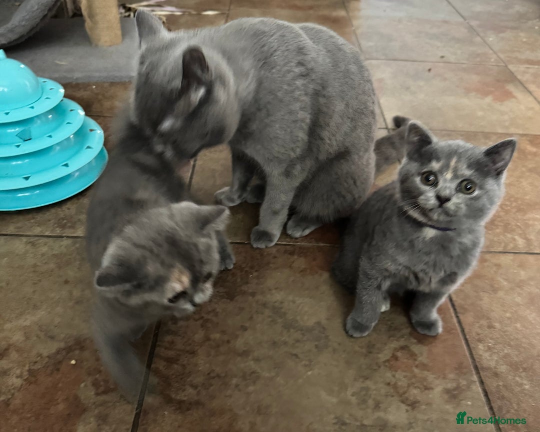 British Shorthair cats for sale: Two female British Shorthair kittens for sale - Image 2