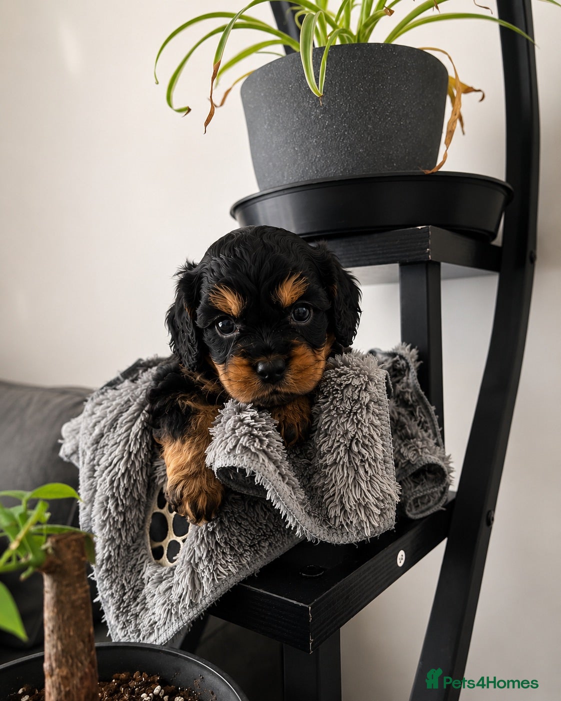 Cavapoo dogs 🩷 Only Cavapoo Girl Left – Ready 8th August - Advert 1
