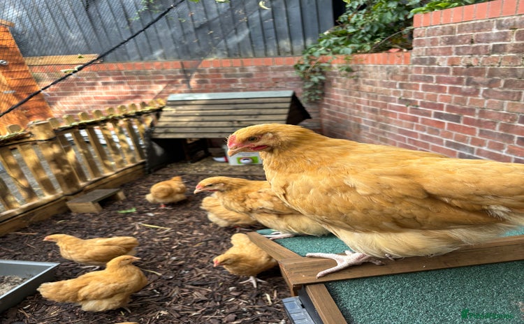 Chickens poultry - Advert 17