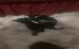 Mixed Breed cats for sale: 6 playful kitties ready to leave - Image 3