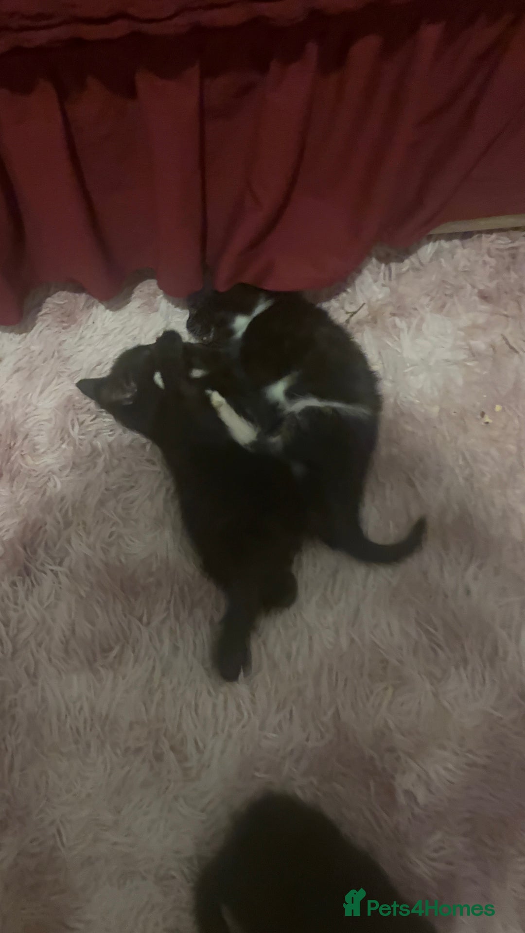 Mixed Breed cats for sale: 6 playful kitties ready to leave - Image 3