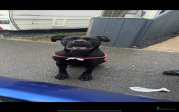 Cane Corso dogs for sale: Cane corso 2 years old for rehoming  - Image 1