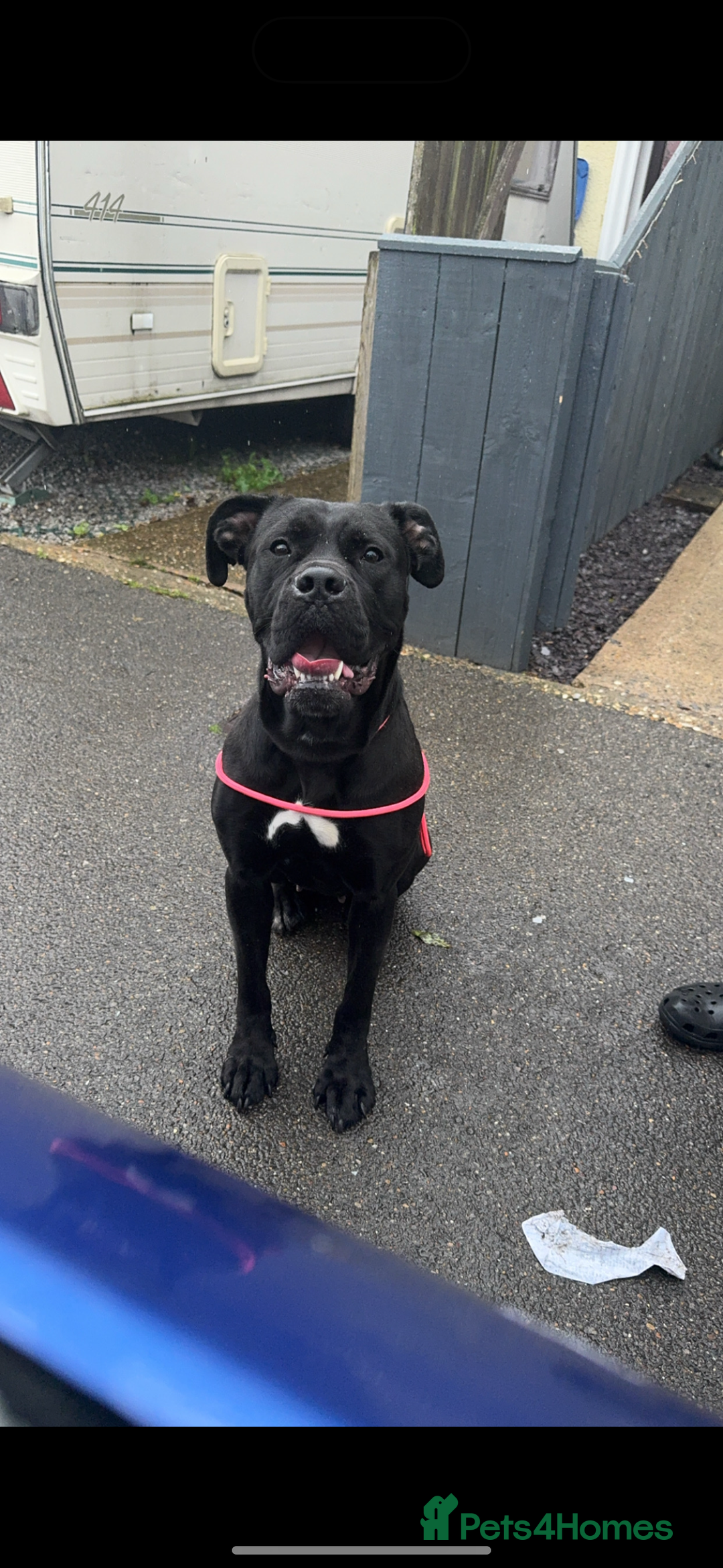 Cane Corso dogs for sale: Cane corso 2 years old for rehoming  - Image 1