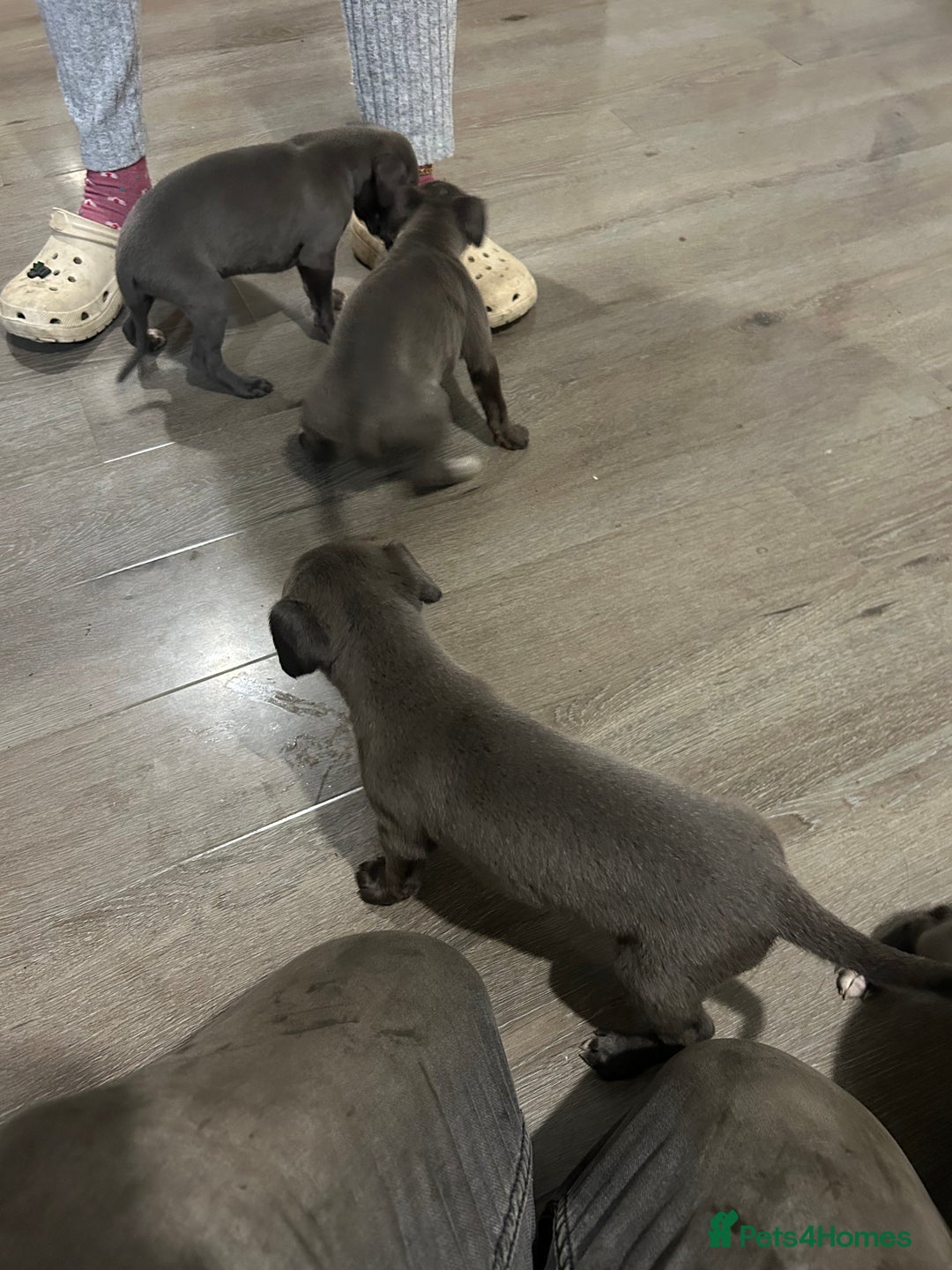 Whippet dogs for sale: Whippet pups - Image 12