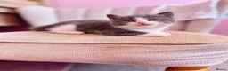British Shorthair cats for sale: British Shorthair Ragdoll Kittens - Advert 5