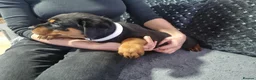 Rottweiler dogs for sale: Stunning Kc reg rottweiler puppies  - Advert 13