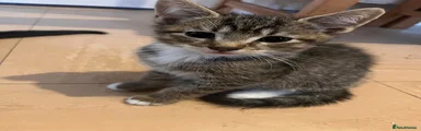Tabby girl 