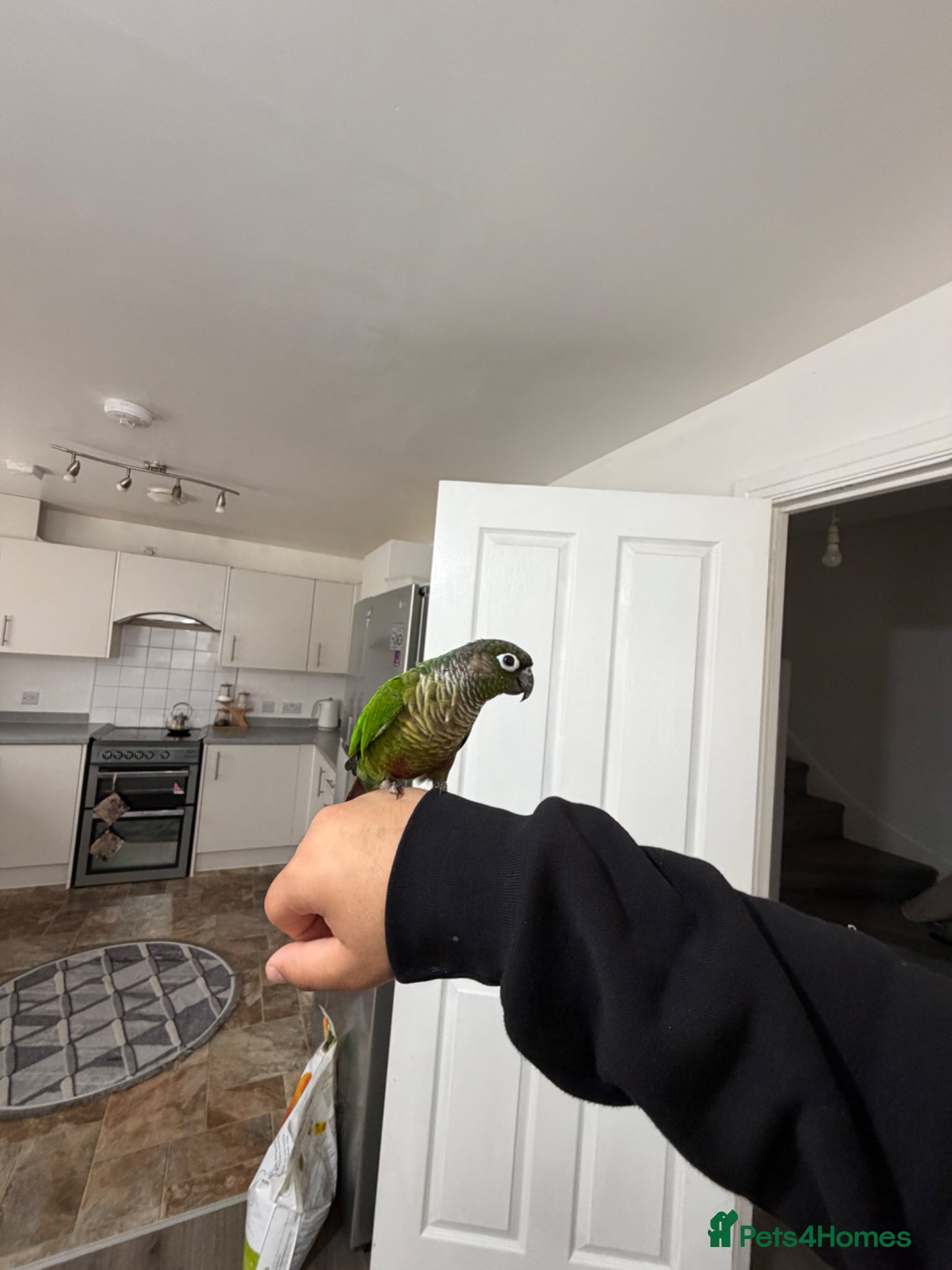 Cockatiels birds Tame conure (COCO) - Advert 9