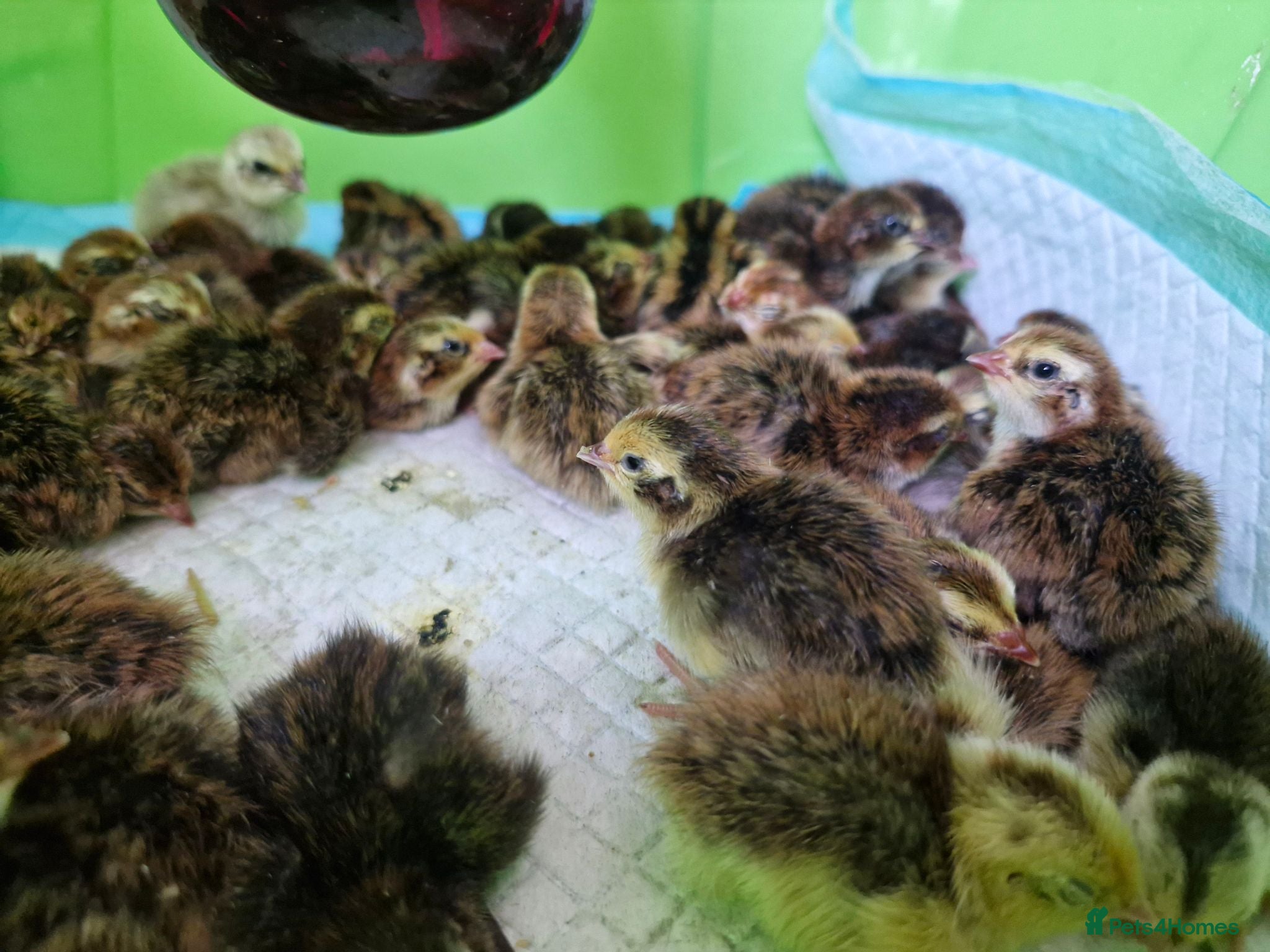 Quail poultry 70 Quail Chicks for Sale - Advert 1