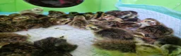 Quail poultry for sale: 20 Quail Chicks OFF HEAT - Advert 3