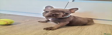 French Bulldog 1