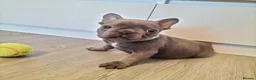 French Bulldog dogs for sale: French Bulldog Puppies in Gateshead - Advert 2