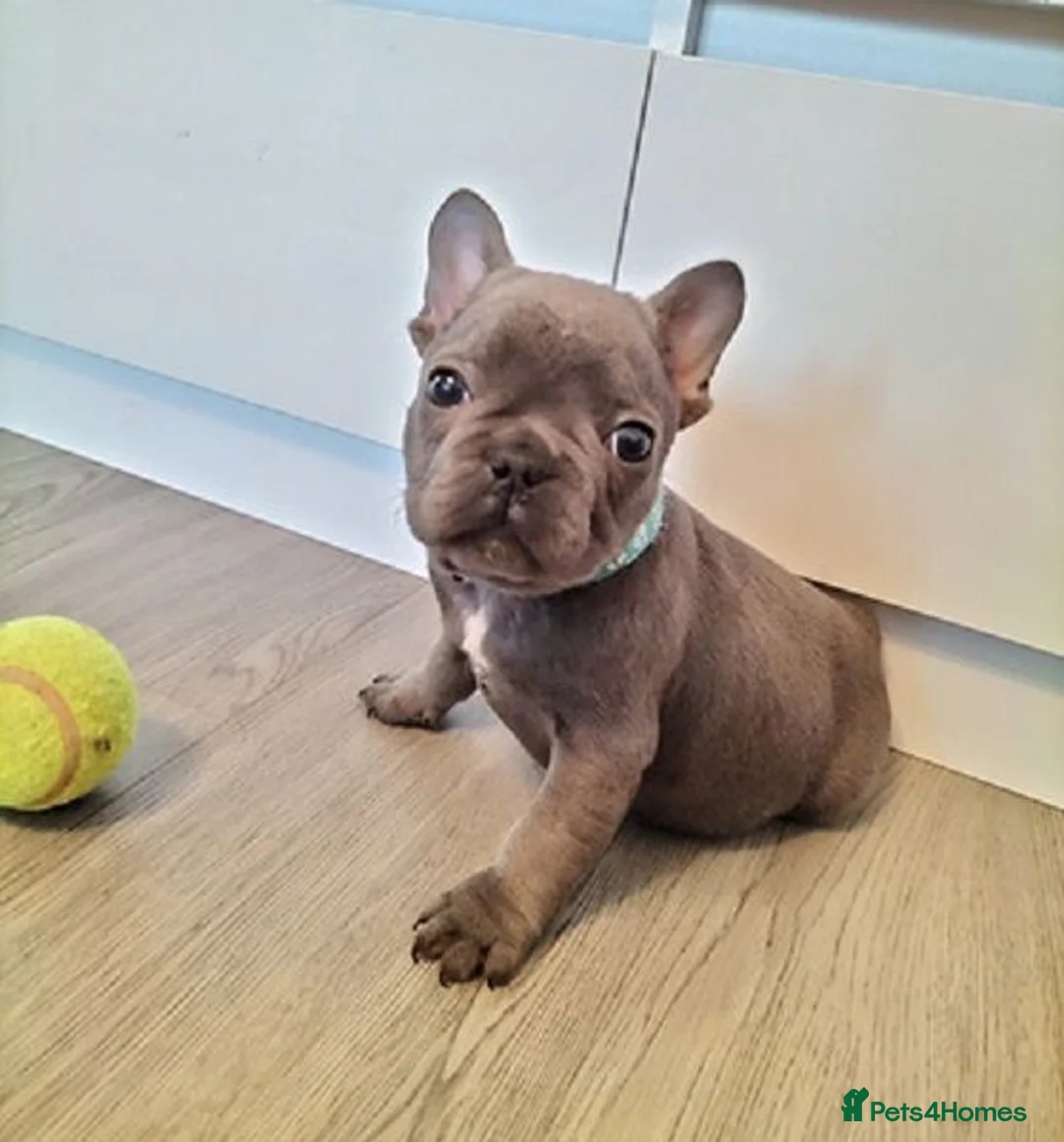 French Bulldog dogs for sale: French Bulldog Puppies in Gateshead - Advert 2