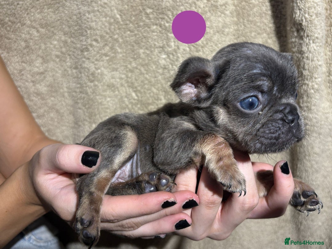 French Bulldog dogs for sale: Beautiful French bulldog puppies  - Image 17