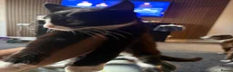 Mixed Breed cats for sale: Kitten - Advert 4