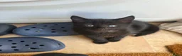 Mixed Breed cats for sale: 4 Adorable playful black kittens. Litter trained  - Advert 9