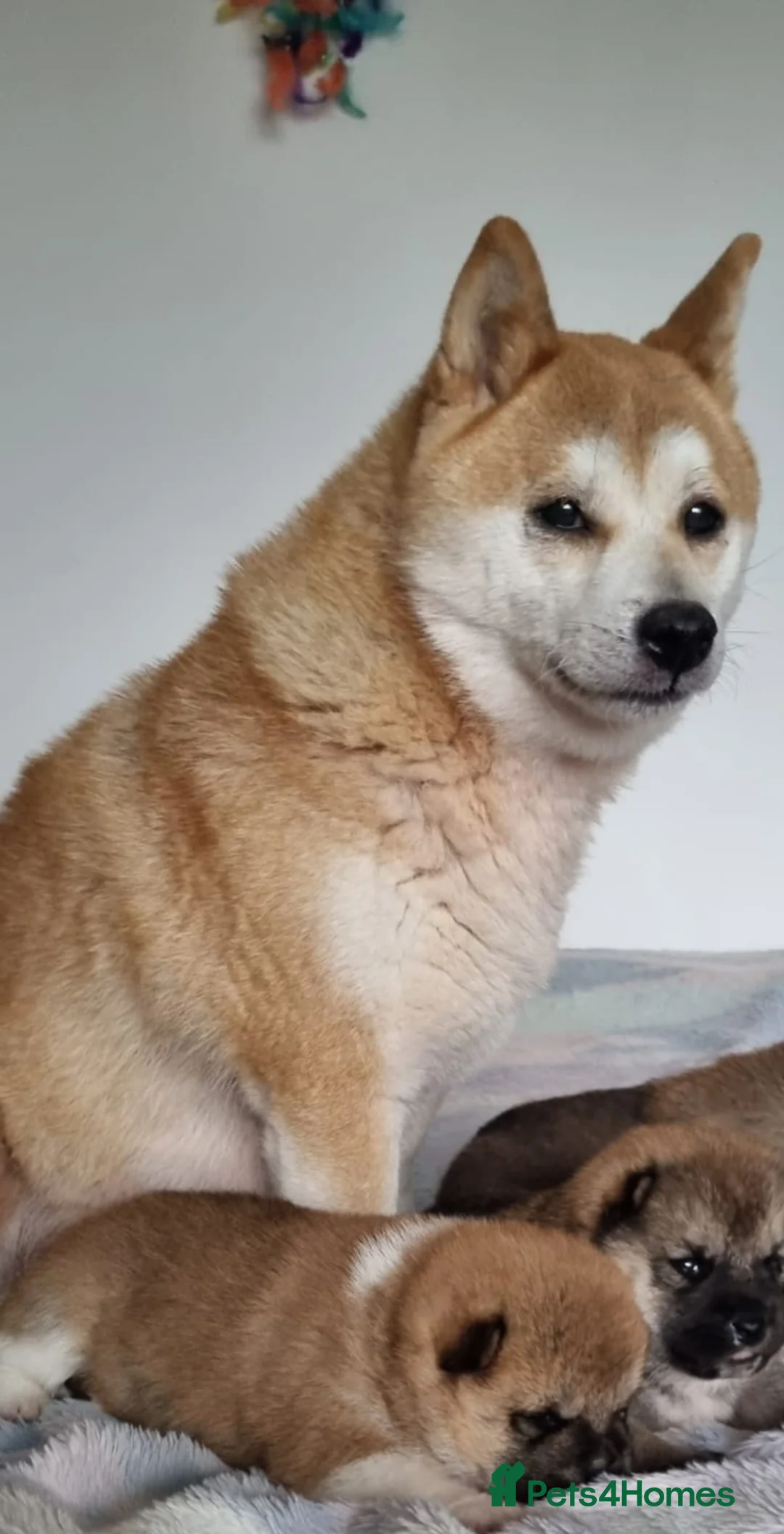 Japanese Shiba Inu dogs for sale: Adorable Japanese Shiba Inu Puppy - Advert 11