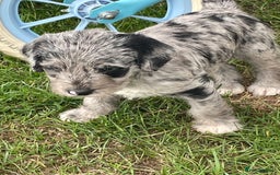 Mixed Breed dogs for sale: Rare Dalmadoodle puppies 🐶 🩷  - Image 12