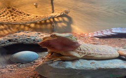 Bearded Dragon reptiles for sale: Bearded Dragon - Image 2