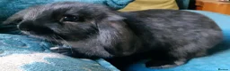 Mini Lop rabbits for sale: Baby mini lop bunnies  - Advert 4