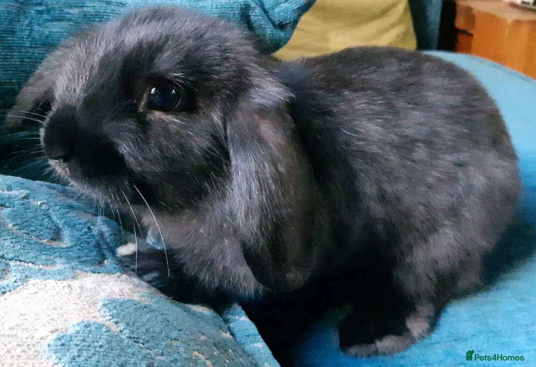 Mini Lop rabbits for sale: Baby mini lop bunnies  - Advert 4