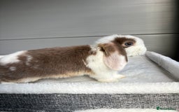 Mini Lop rabbits for sale: Stunning mini lops  - Image 8