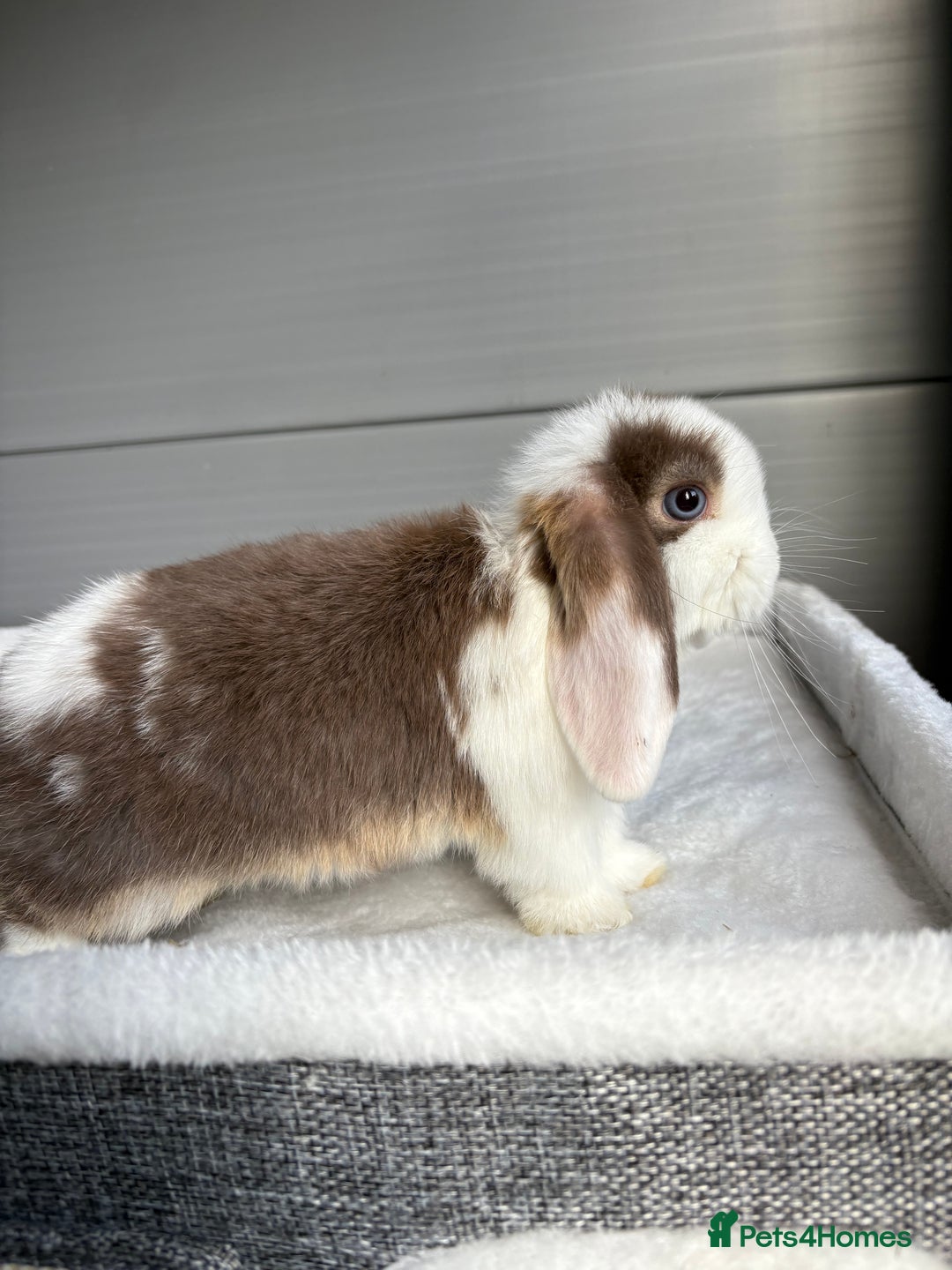 Mini Lop rabbits for sale: Stunning mini lops  - Image 8