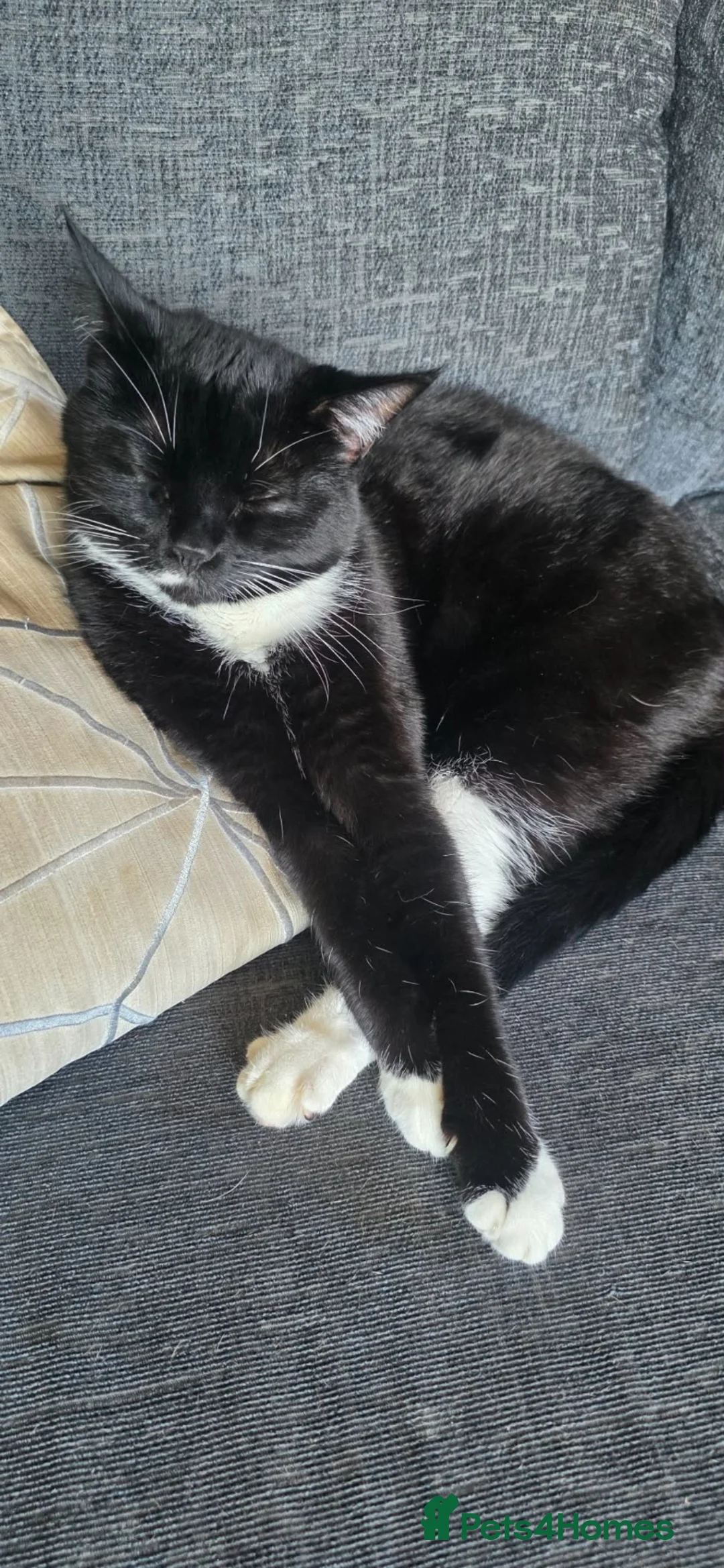 Mixed Breed cats for sale: 2 loving sisters together (150 total)  - Advert 4