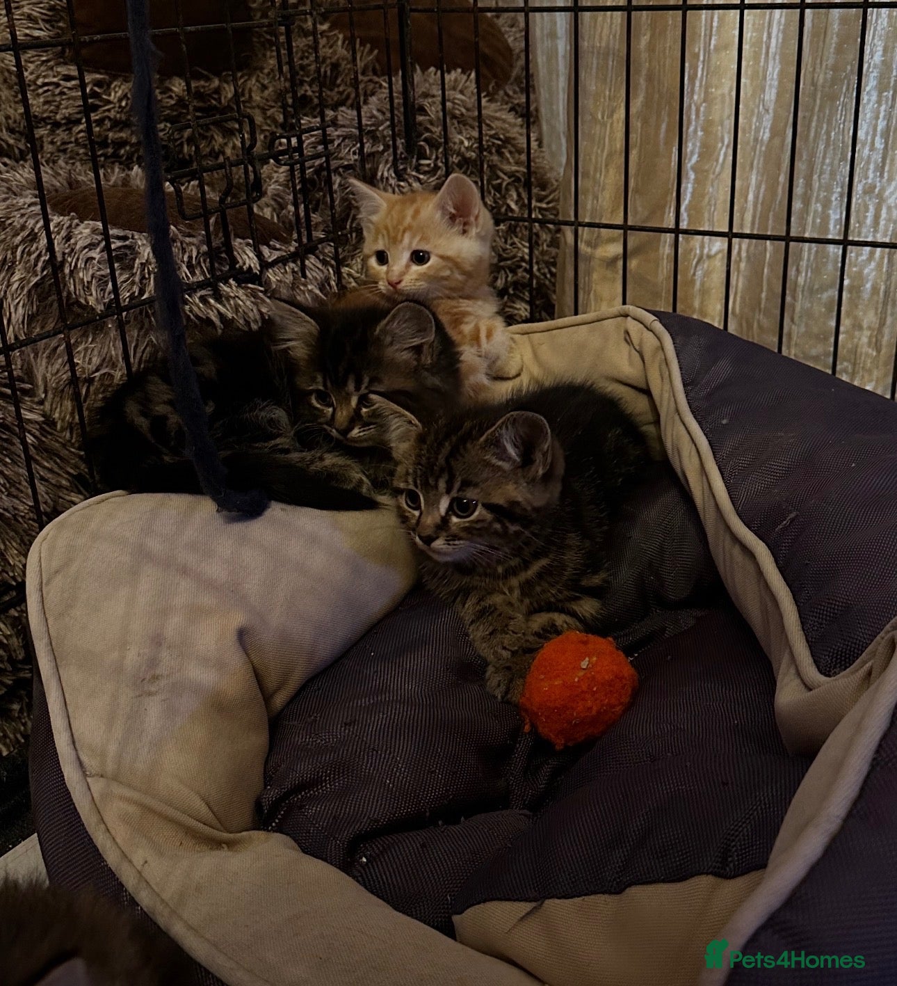 Mixed Breed cats Stunning kittens ready now - Advert 2