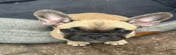 French Bulldog dogs for sale: Female fawn coat and a black mask. - Advert 28