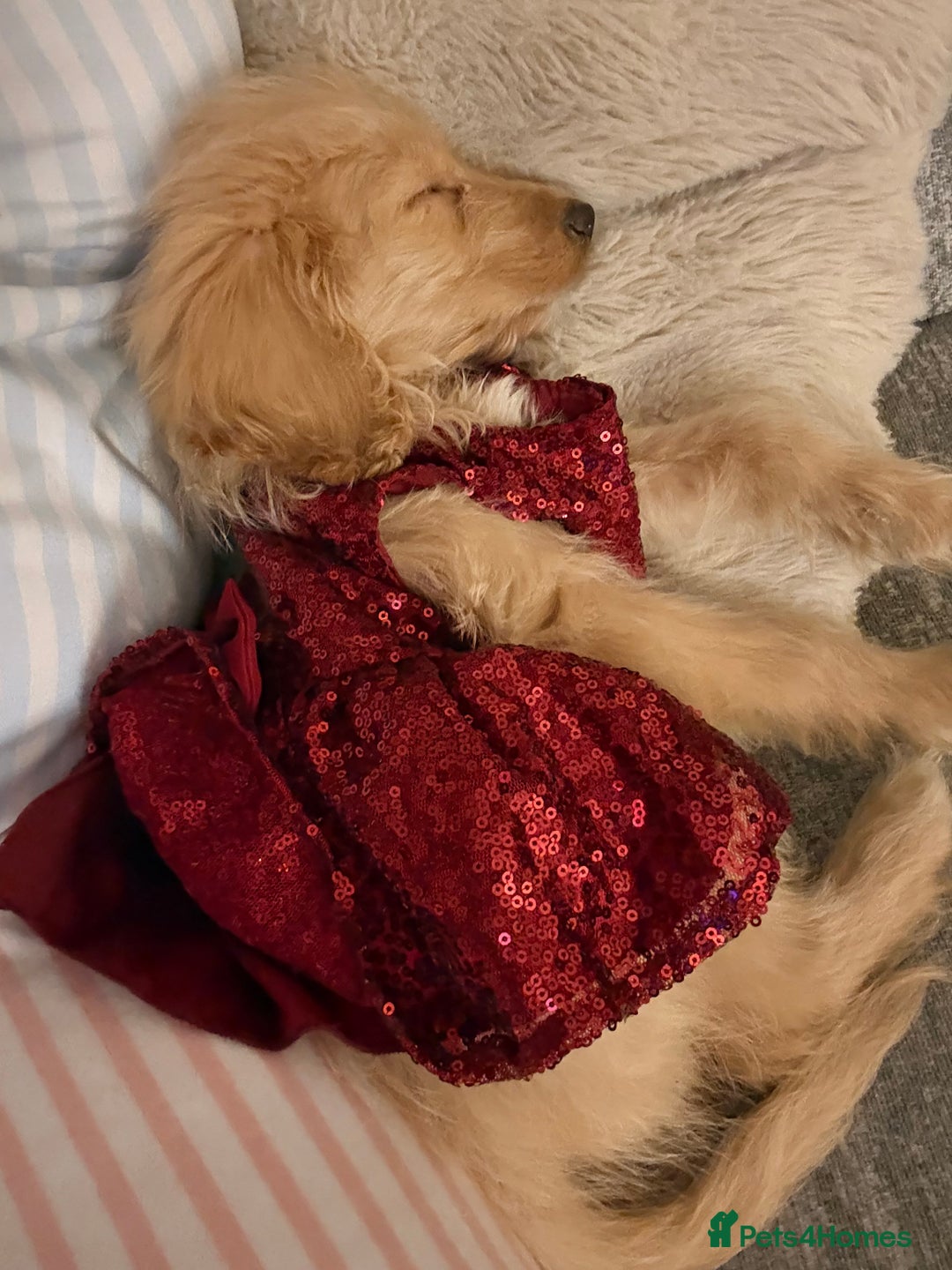 Cockapoo dogs for sale: Small cockapoo girl willow  - Advert 4