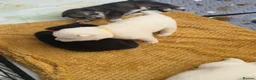 Siberian Husky dogs for sale: Siberian husky puppies - Advert 15