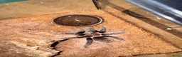 Tarantulas invertebrates for sale: Tarantula Collection For Sale in Stockton-on-Tees - Advert 10