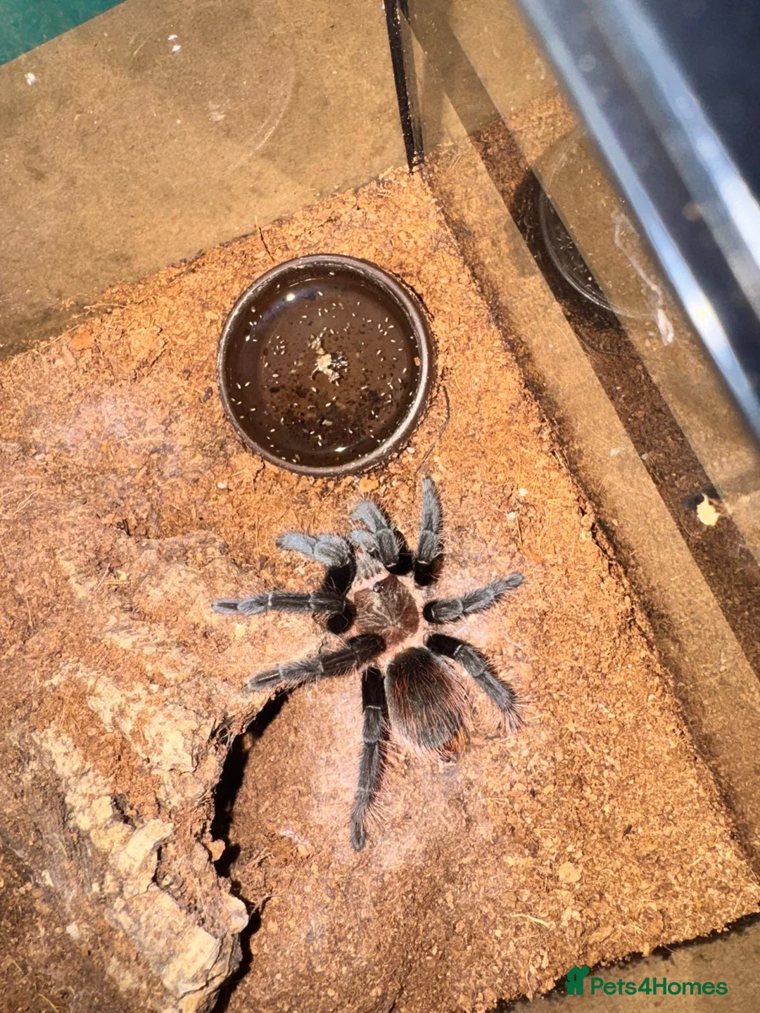 Tarantulas invertebrates for sale: Tarantula Collection For Sale in Stockton-on-Tees - Advert 10