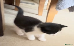 British Shorthair cats for sale: BSH mixed Russian Blue - Image 4