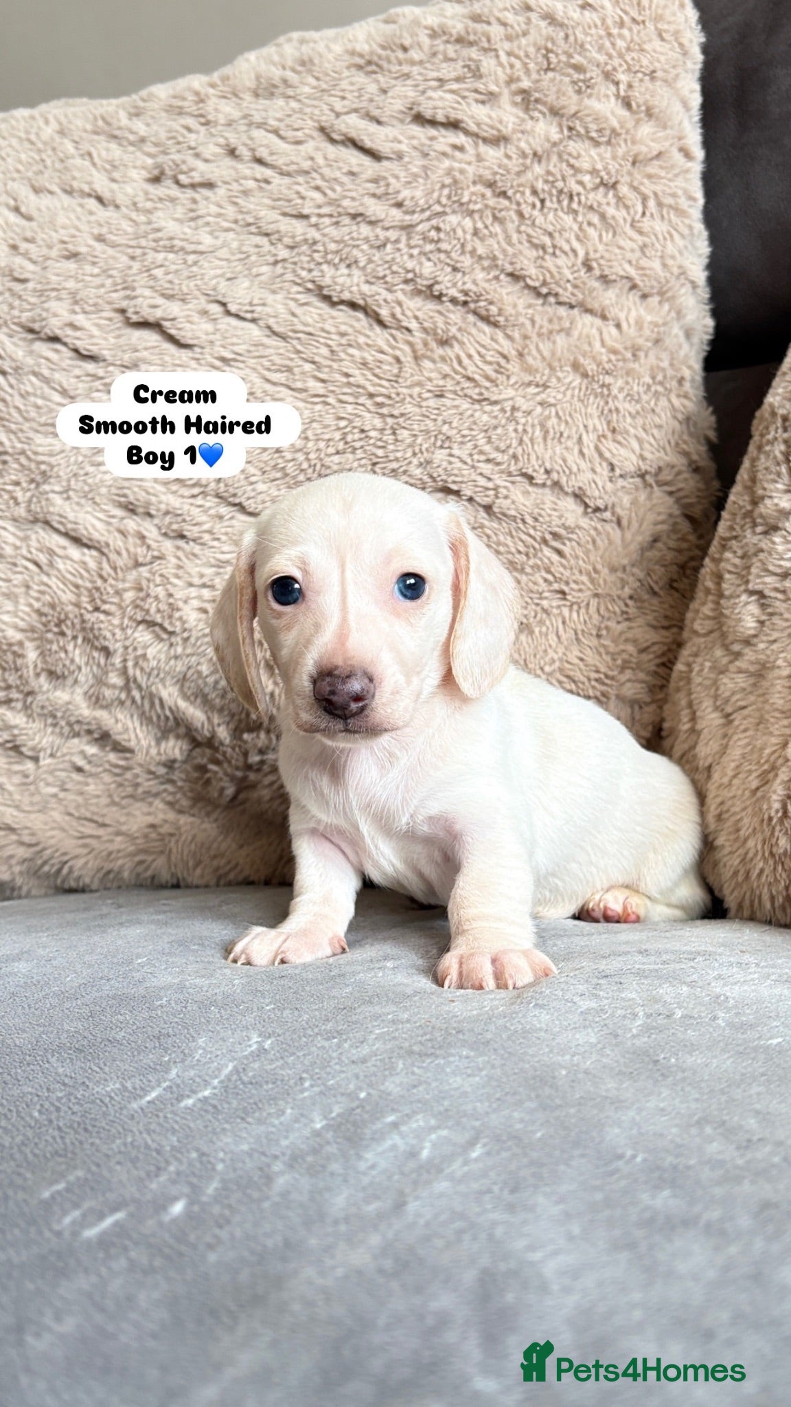 Miniature Dachshund dogs MINIATURE DACHSHUND PUPPIES🐾 - Advert 2