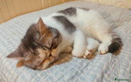 Exotic cats for sale: Two exotic shorthair boys  - Image 18