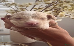 Sproodle dogs for sale: Sproodle puppies  - Image 8