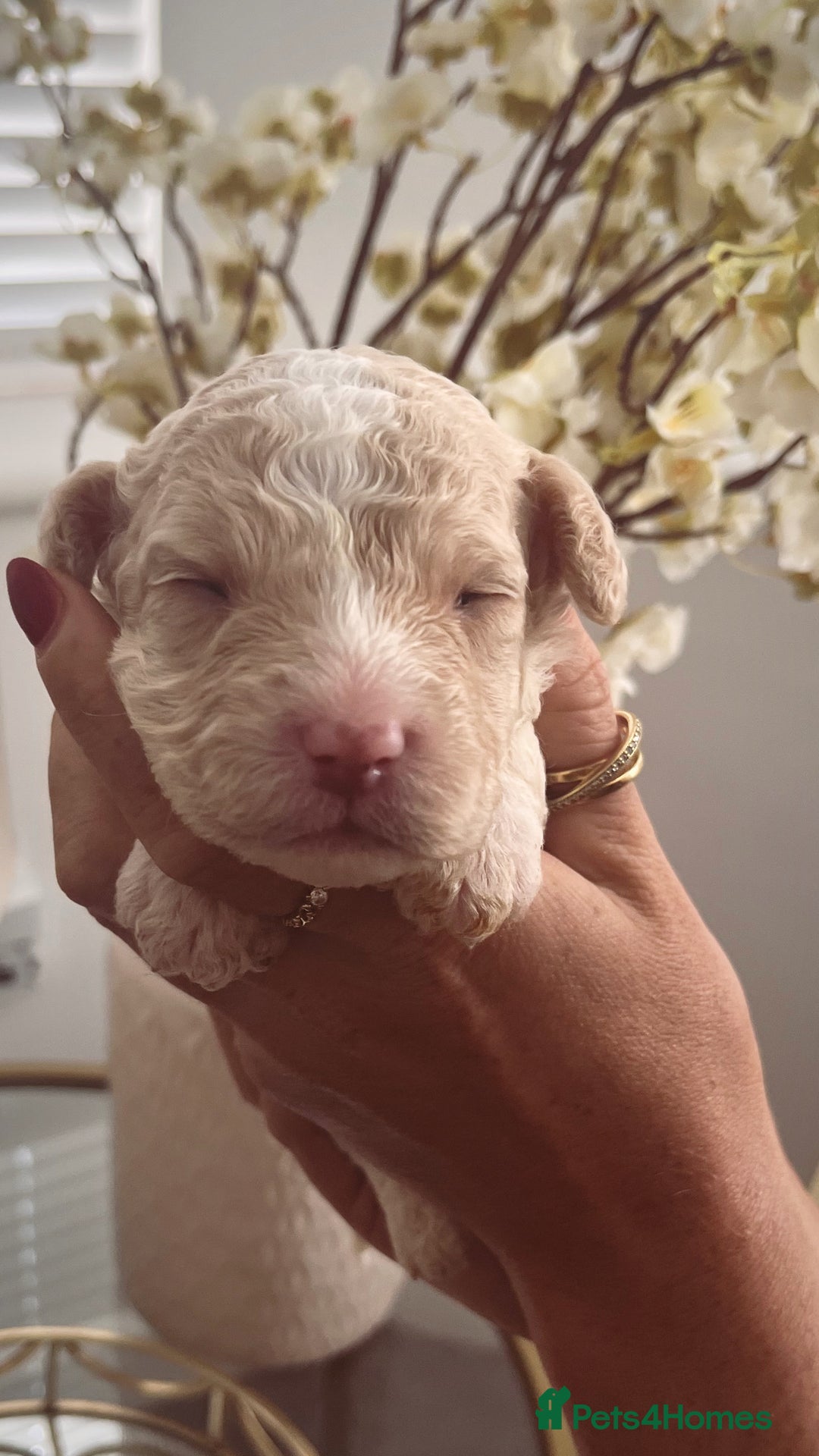 Sproodle dogs for sale: Sproodle puppies  - Image 8