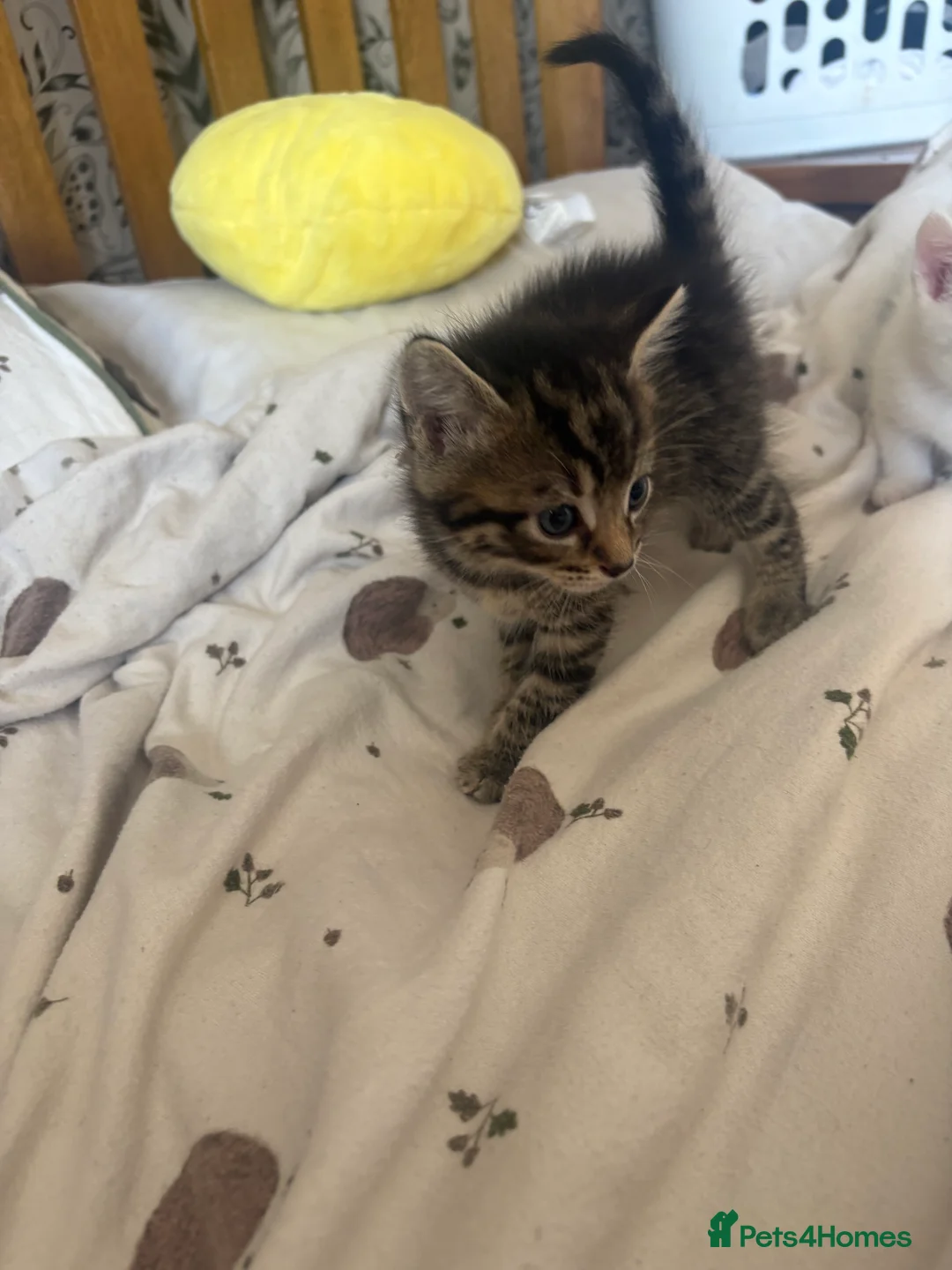 Ragdoll cats for sale: Beautiful litter of 5 kittens for sale  - Advert 2