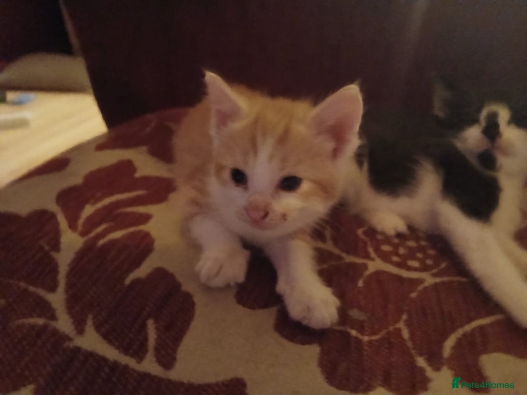 Mixed Breed cats for sale: Female Ginger&Tabby&Black Kittens (Stevenage) - Image 4
