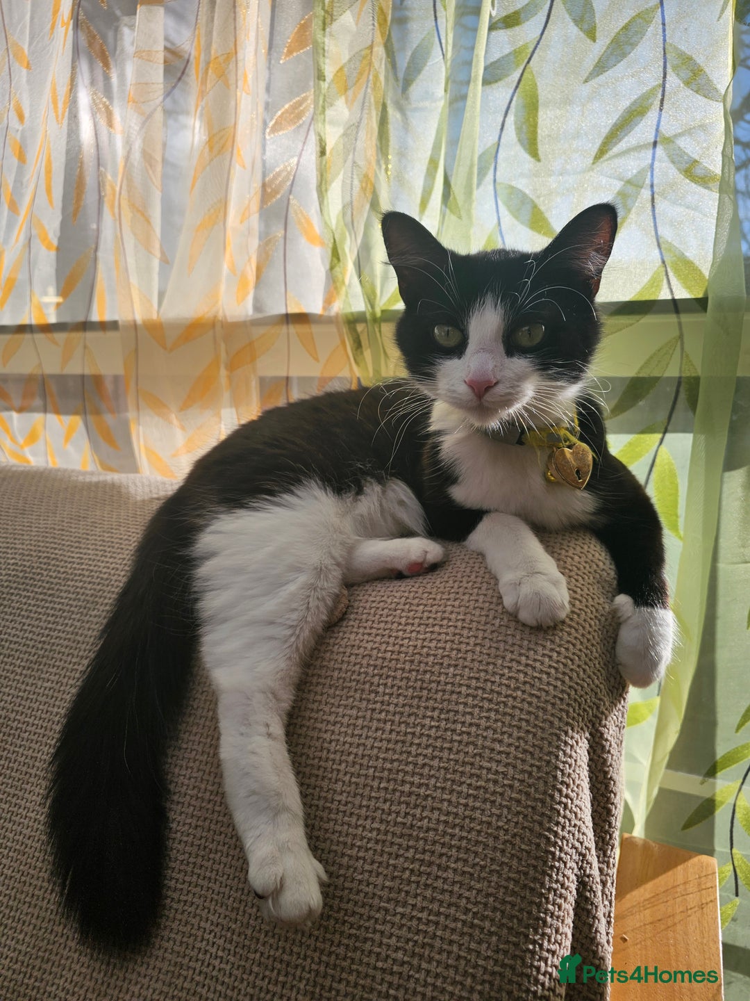 Mixed Breed cats for sale: Affectionate tabby female kitten - Advert 2